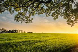 Organic farm