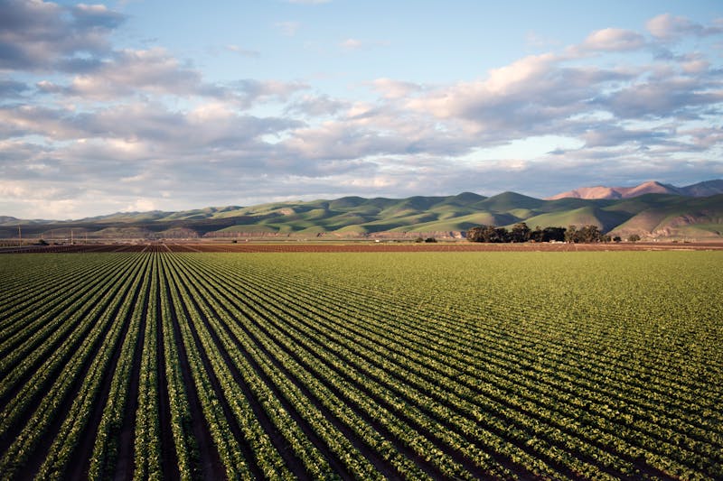 Organic farming landscape