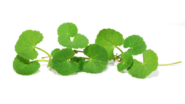 Brahmi/Gotu kola