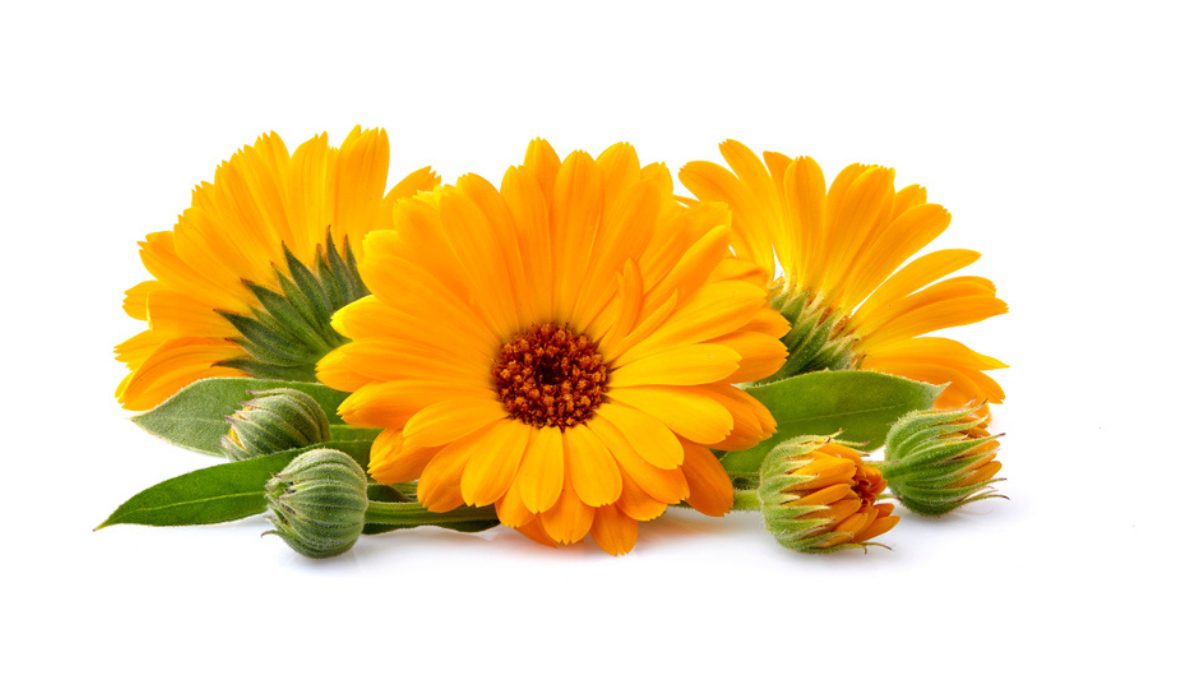 Calendula