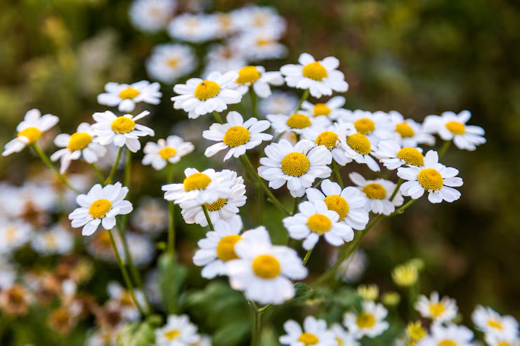 Chamomile