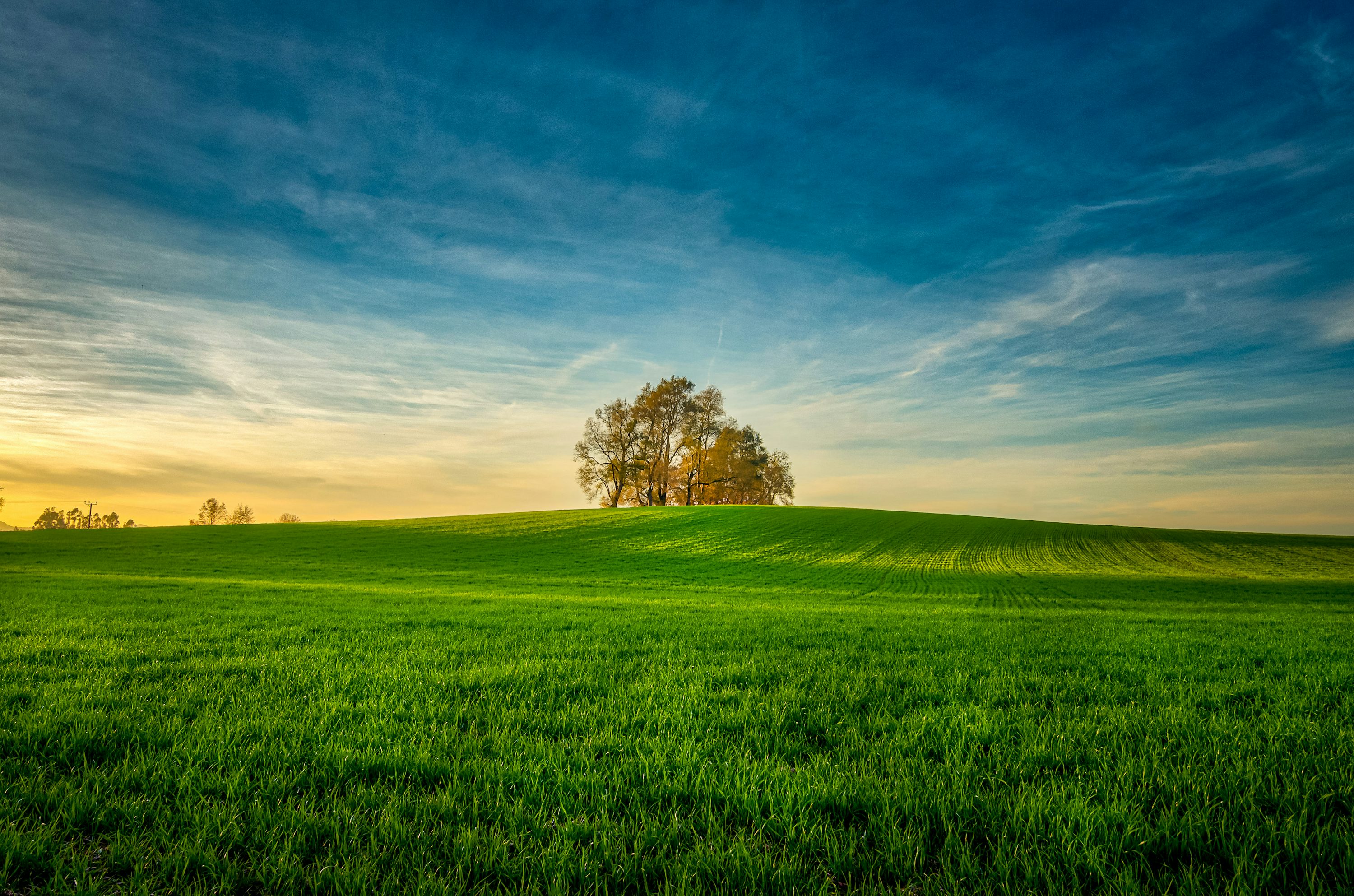 Green field landscape