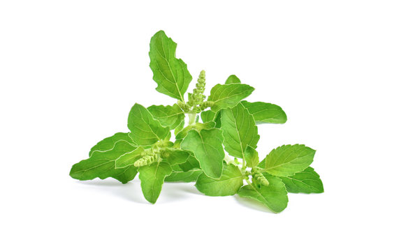 Tulsi Leaves